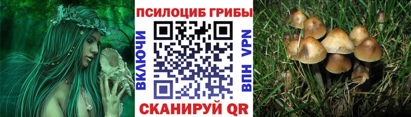 Галлюциногенные грибы Psilocybe  Ставрополь 