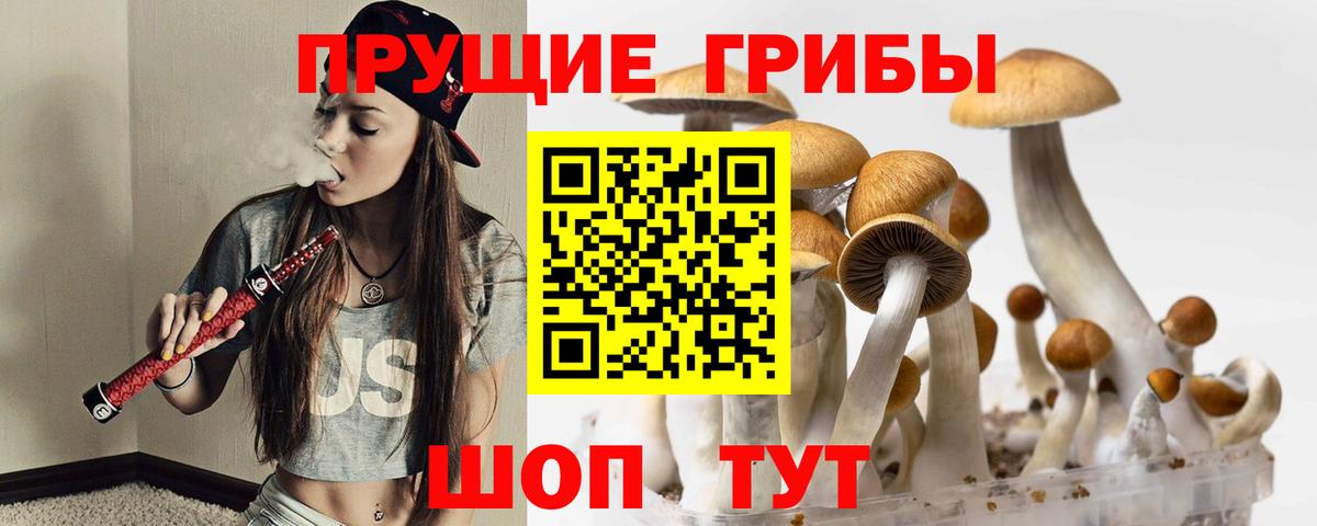 Псилоцибиновые грибы Psilocybe Ставрополь